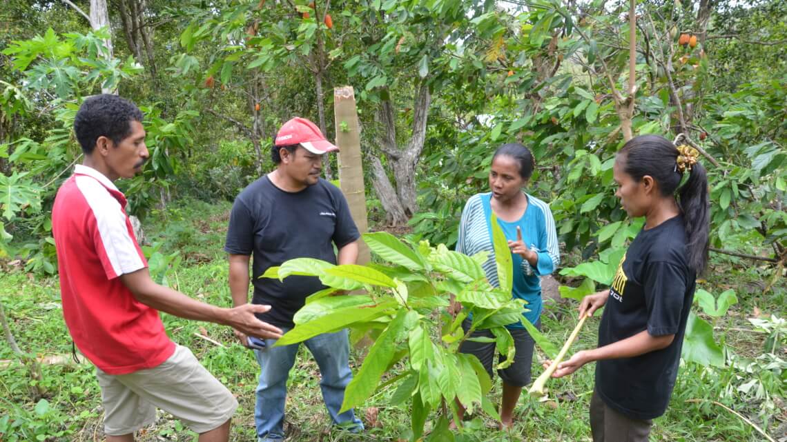 Caritas International Belgium Improvement of community livelihood through cacao rehabilitation