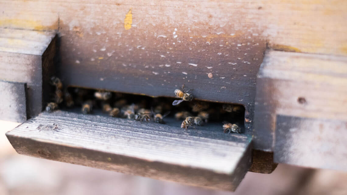Caritas International Belgique Le miracle des abeilles pour les paysans sans terre