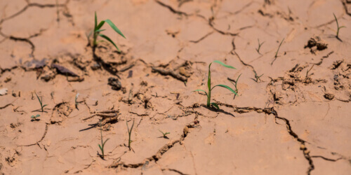 Caritas International België Landbouw in tijden van klimaatopwarming: 3 voorbeelden