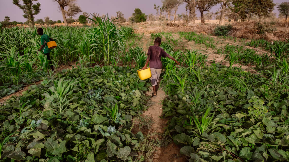 Caritas International België Hoe boeren in Niger de klimaatverandering te slim af zijn