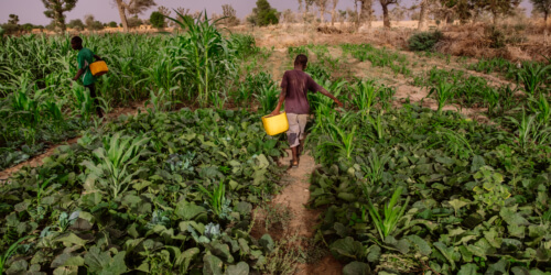 Caritas International België Hoe boeren in Niger de klimaatverandering te slim af zijn