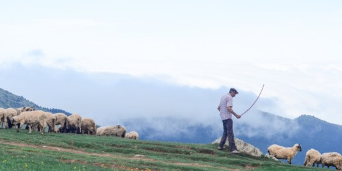 Caritas International Belgique Elever des moutons en Serbie, un exemple de retour réussi