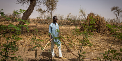 Caritas International België Niger: akkers en weidegronden herstellen om voedselzekerheid te verbeteren